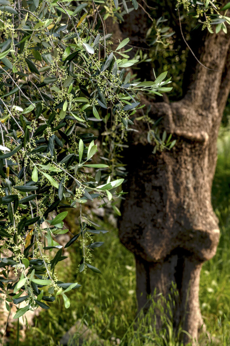 Dettaglio olivo - produzione di Ca' di Giuele